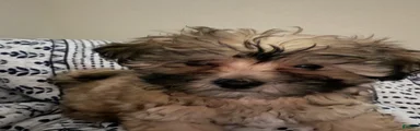 Shihpoo 3