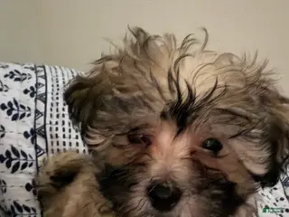 Shihpoo dogs Shihpoo 3 - Ad 8
