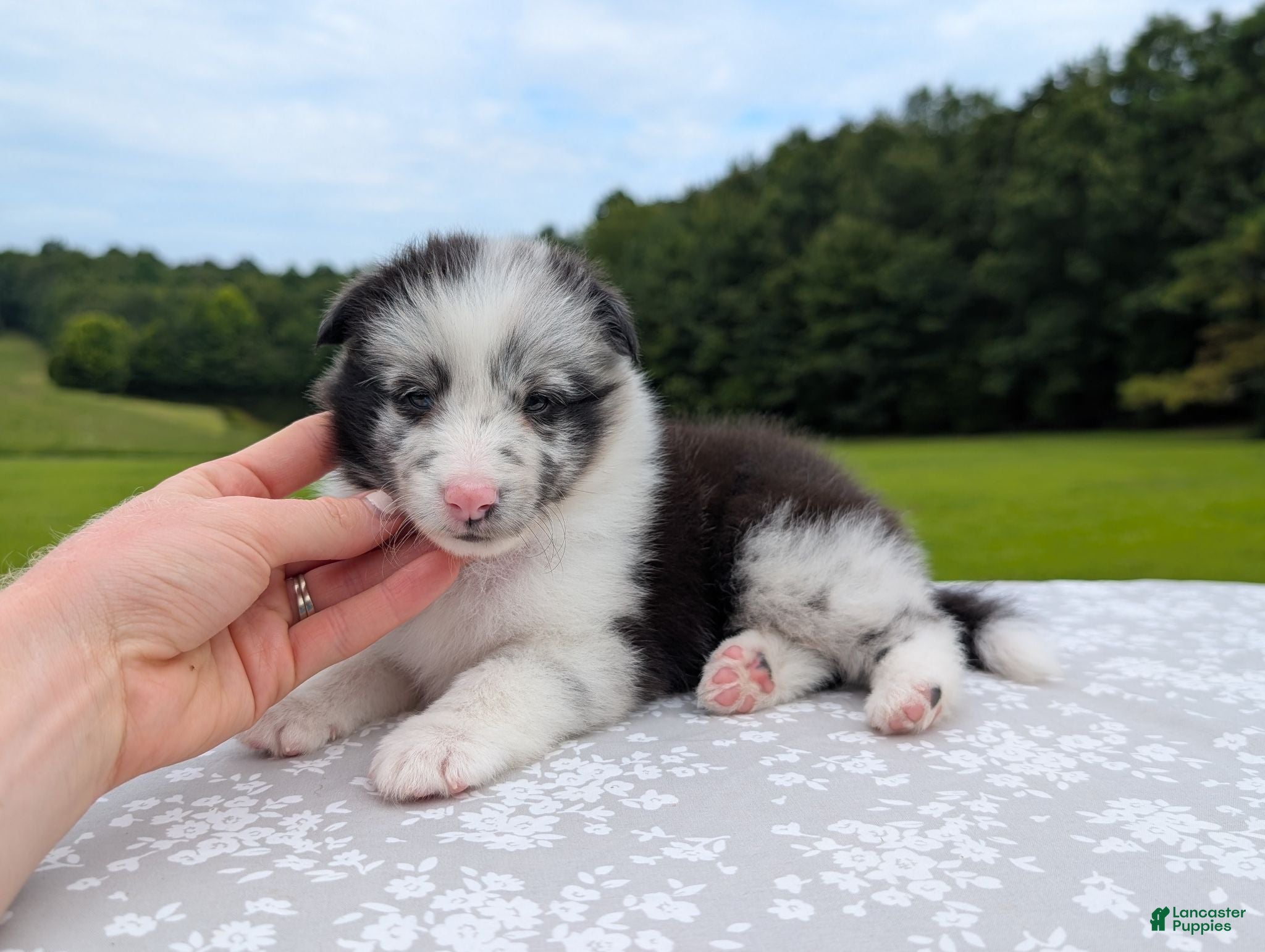 Shetland Sheepdog dogs Tucker - Ad 12