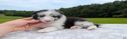 Shetland Sheepdog dogs for sale: Tucker - Ad 1