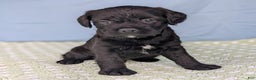 Mixed Breed dogs for sale: Black Prince - Ad 12