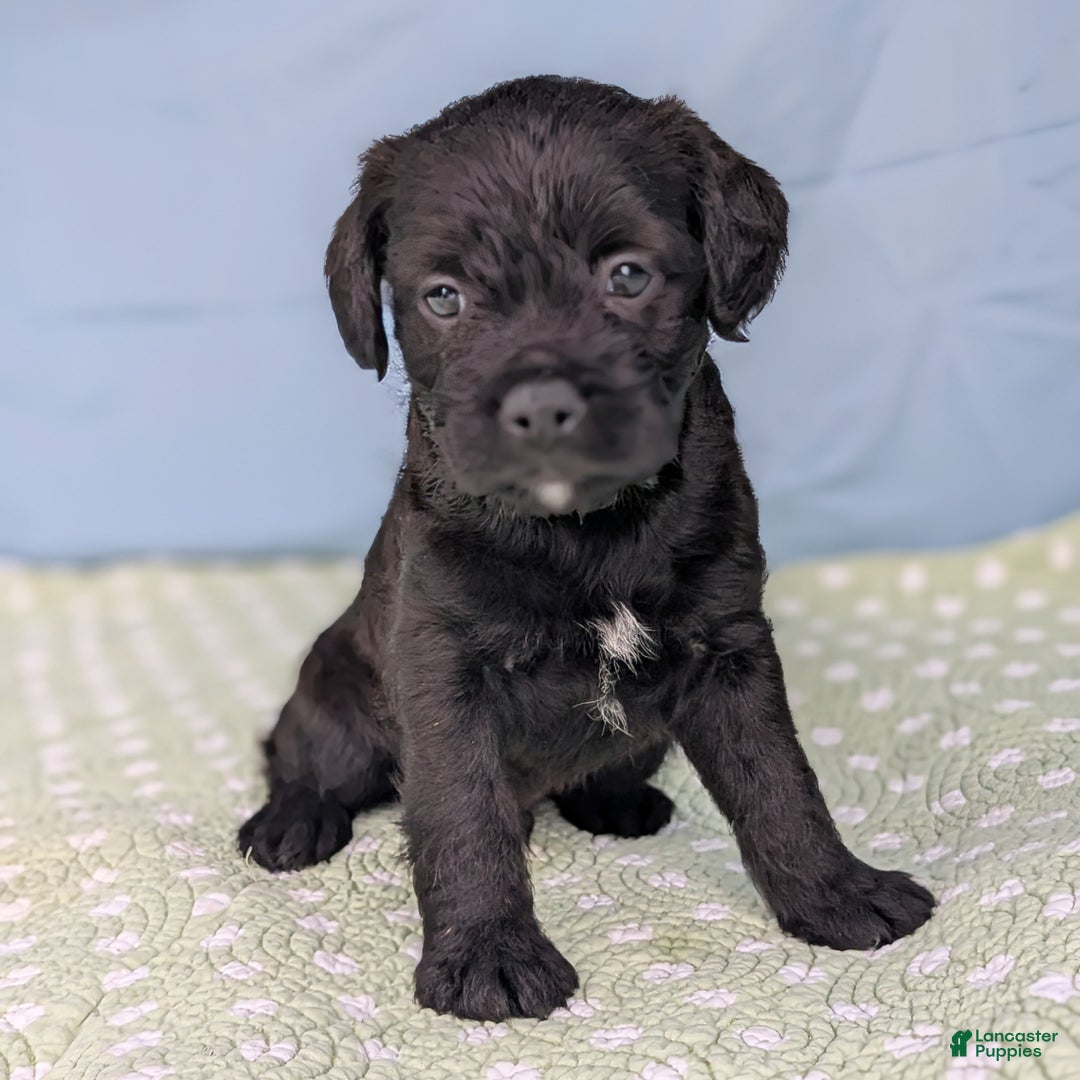 Mixed Breed dogs for sale: Black Prince - Ad 12
