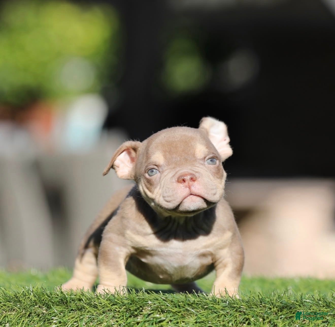American Bully dogs American Bully Puppy 2 - Ad 11