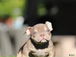American Bully dogs American Bully Puppy 2 - Ad 11