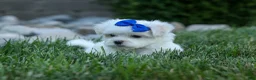 Maltese dogs for sale: OREO - Ad 3
