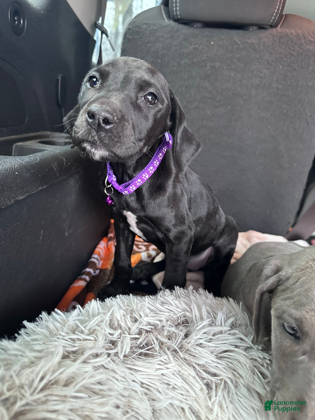 Great Dane dogs for sale: Blair - Ad 4