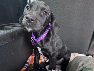 Great Dane dogs Blair - Ad 4