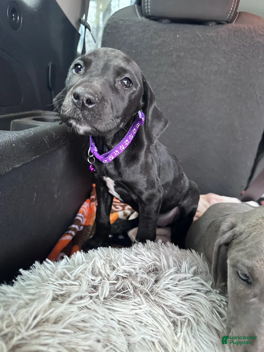 Great Dane dogs for sale: Blair - Ad 7