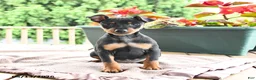 Miniature Pinscher dogs for sale: Frisbee - Ad 2