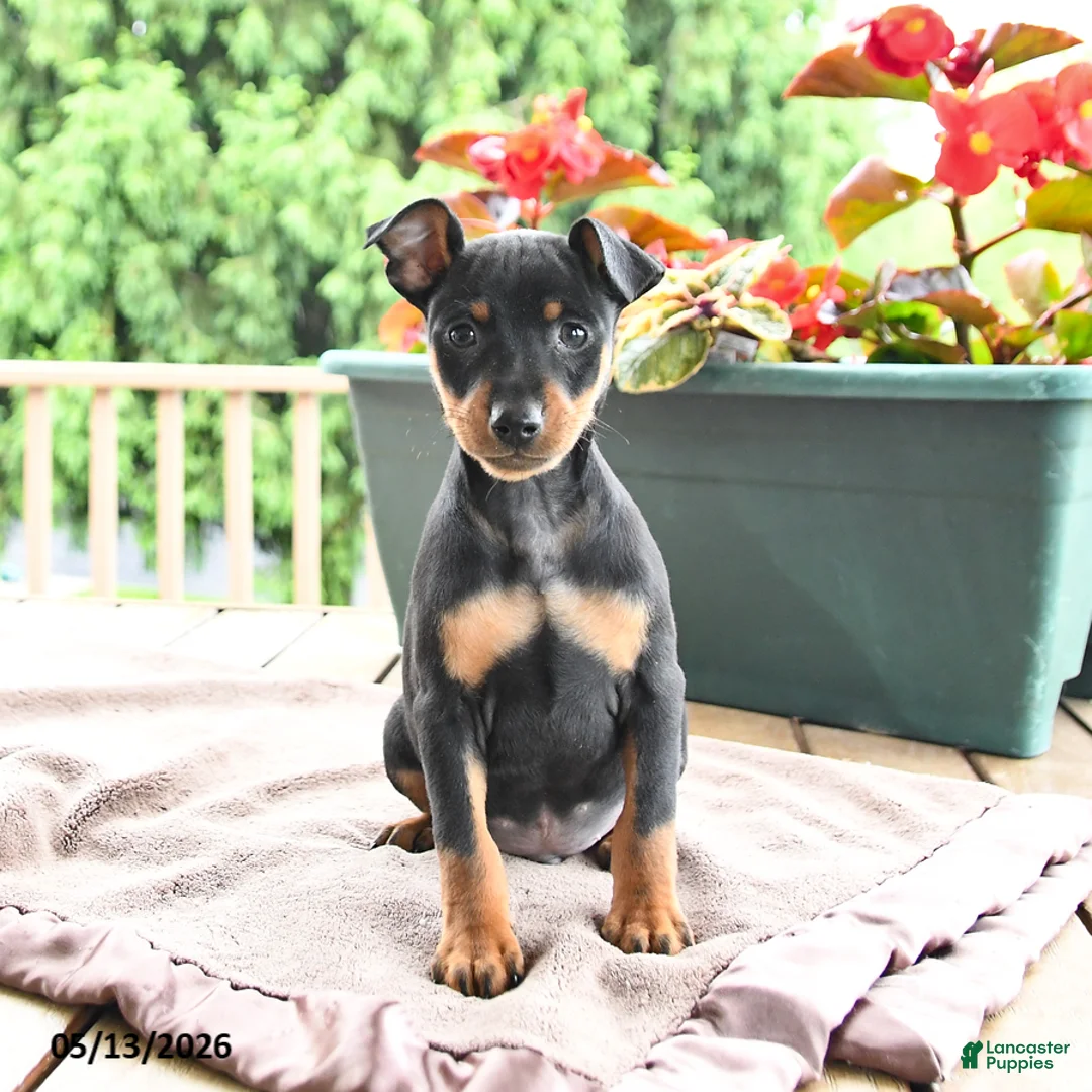 Miniature Pinscher dogs for sale: Frisbee - Ad 2