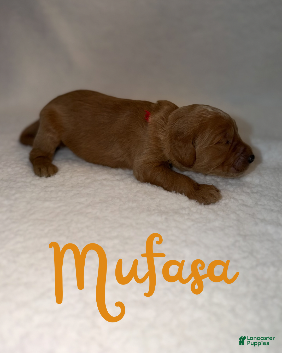 Goldendoodle dogs Mufasa - Ad 8
