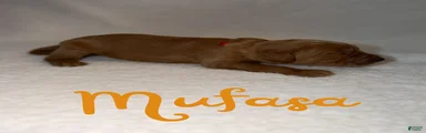 Mufasa