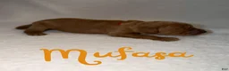 Goldendoodle dogs for sale: Mufasa - Ad 1