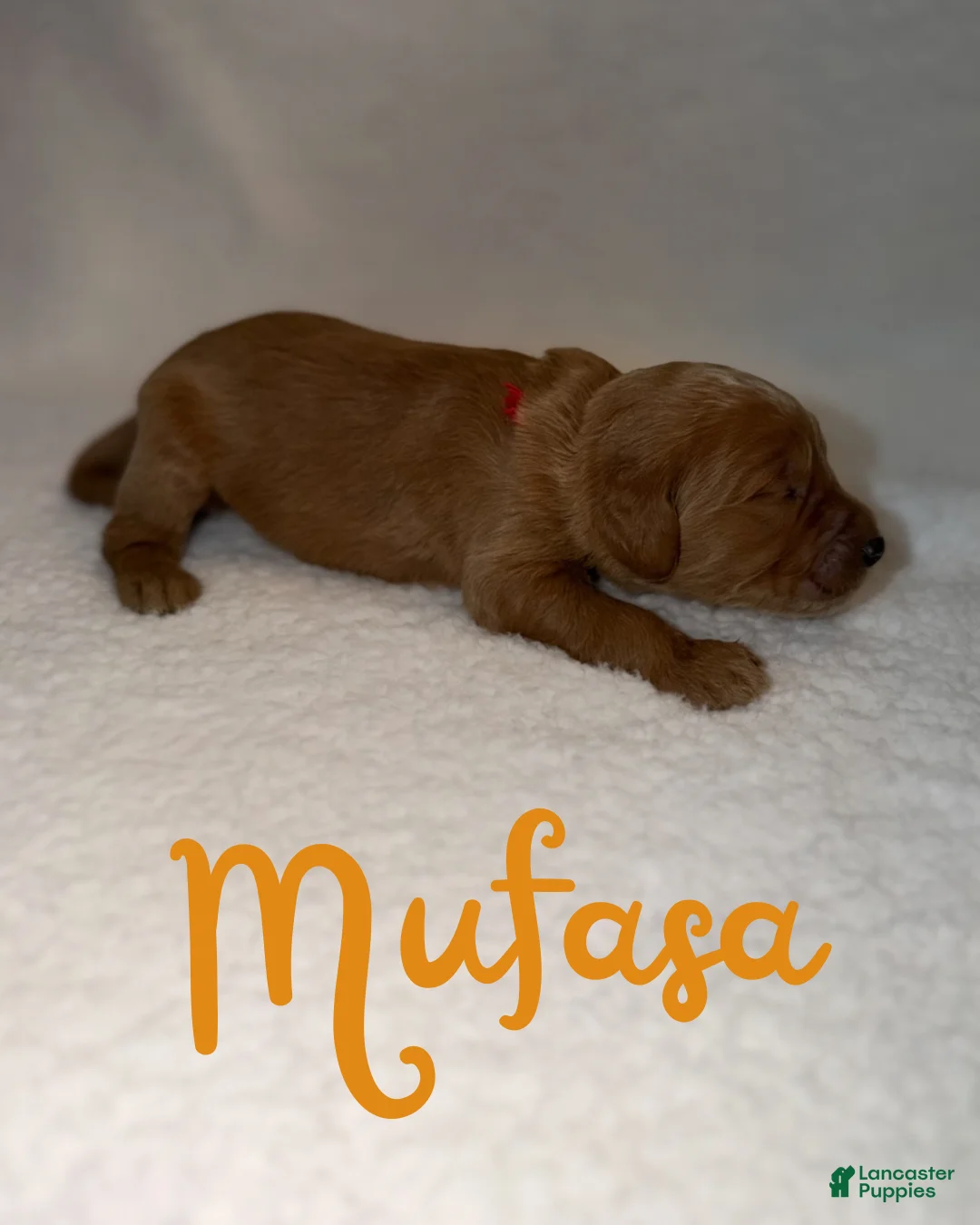 Goldendoodle dogs for sale: Mufasa - Ad 1