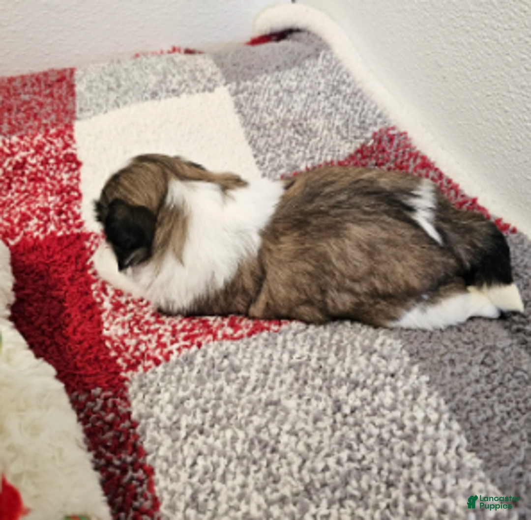 Shih Tzu dogs for sale: Gordon Ckc - Ad 6