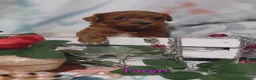 Cavapoo dogs for sale: Cavapoo 3 Taryn  - Ad 7