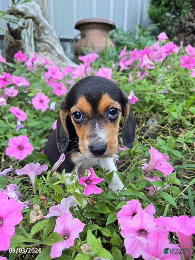 Beagle dogs Brenda - Ad 1