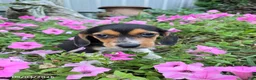 Beagle dogs for sale: Brenda - Ad 1