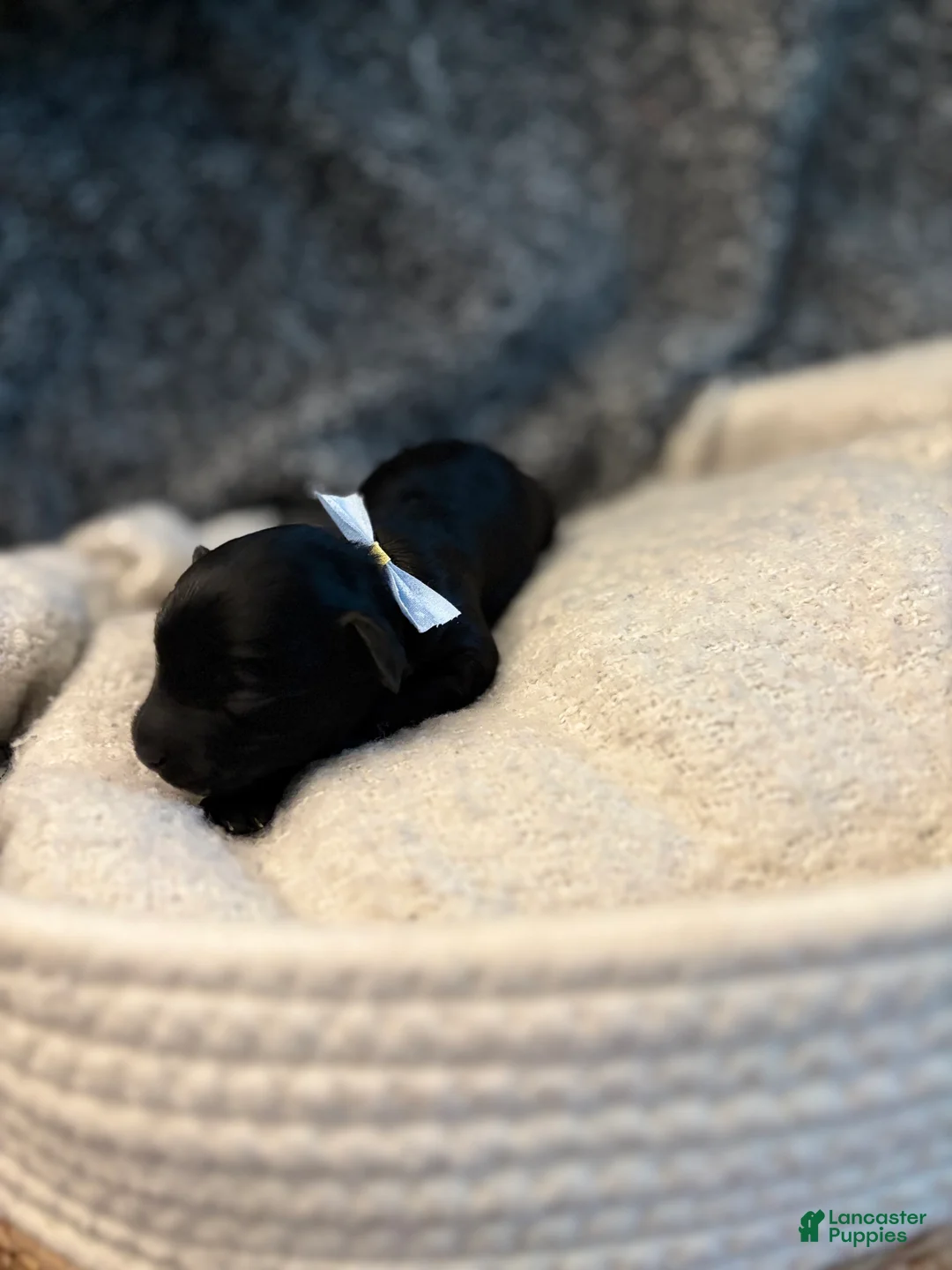 Yorkiepoo dogs for sale: Stella - Ad 24