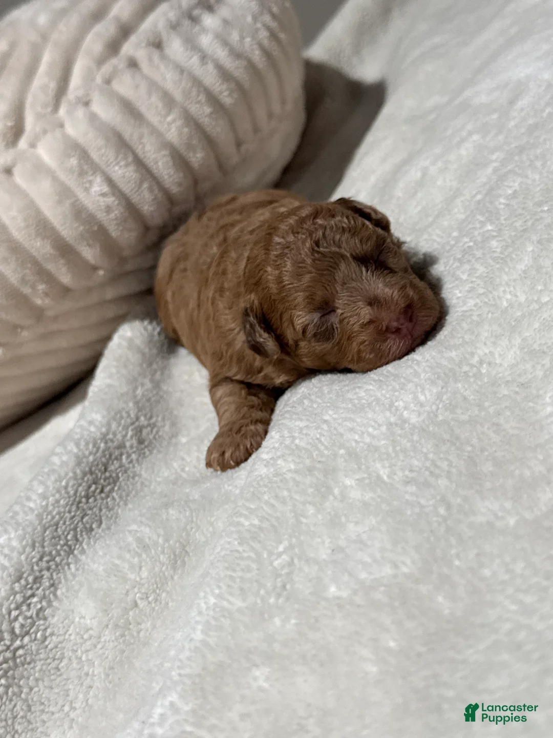 Toy Poodle dogs for sale: Lucy - Ad 12