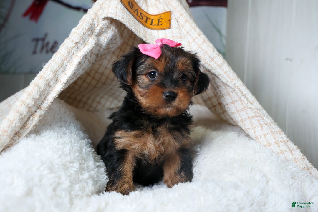 Yorkshire Terrier dogs for sale: CASSIE - Ad 5