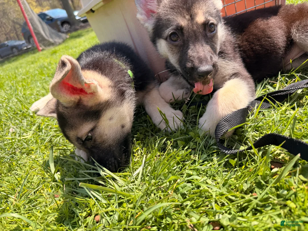 German Shepherd dogs for sale: Jane  - Ad 2