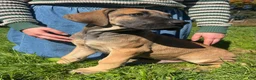 Great Dane dogs for sale: Warren - Ad 3