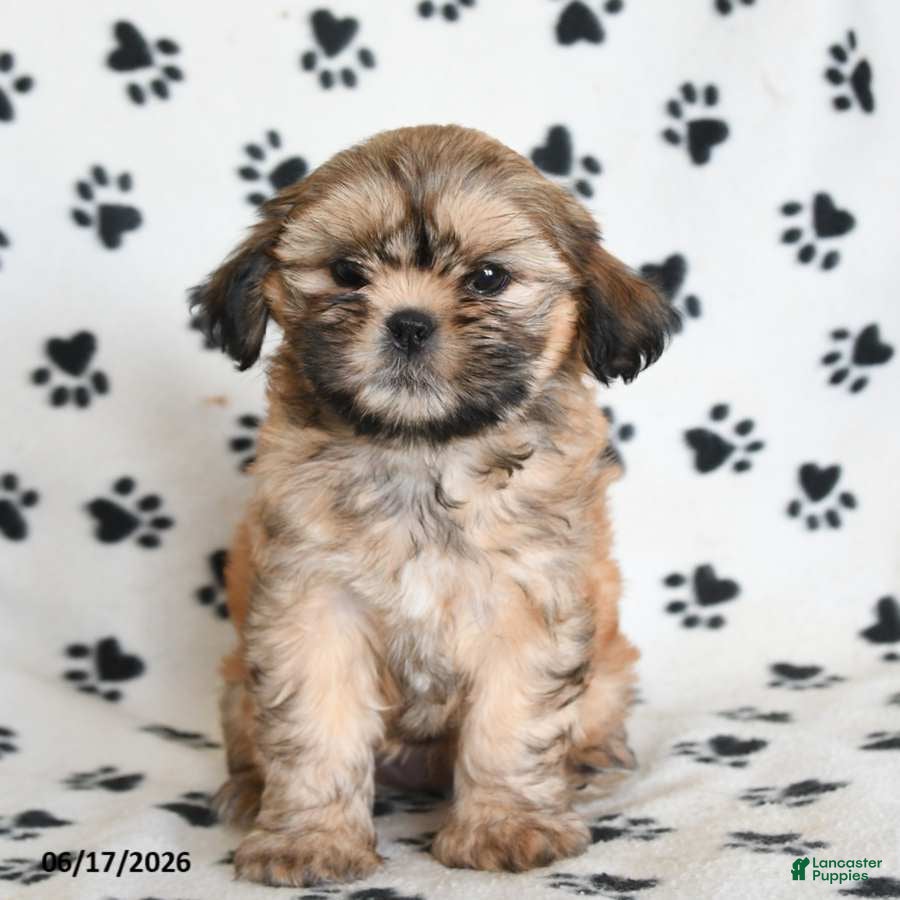 Shihpoo dogs Dora - Ad 2