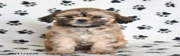 Shihpoo dogs for sale: Dora - Ad 2