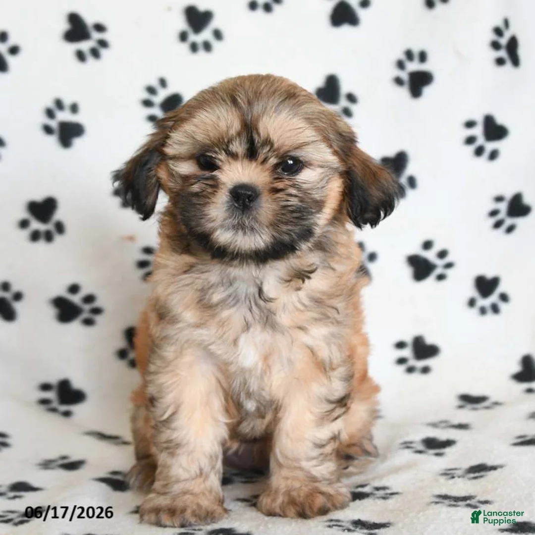 Shihpoo dogs for sale: Dora - Ad 2