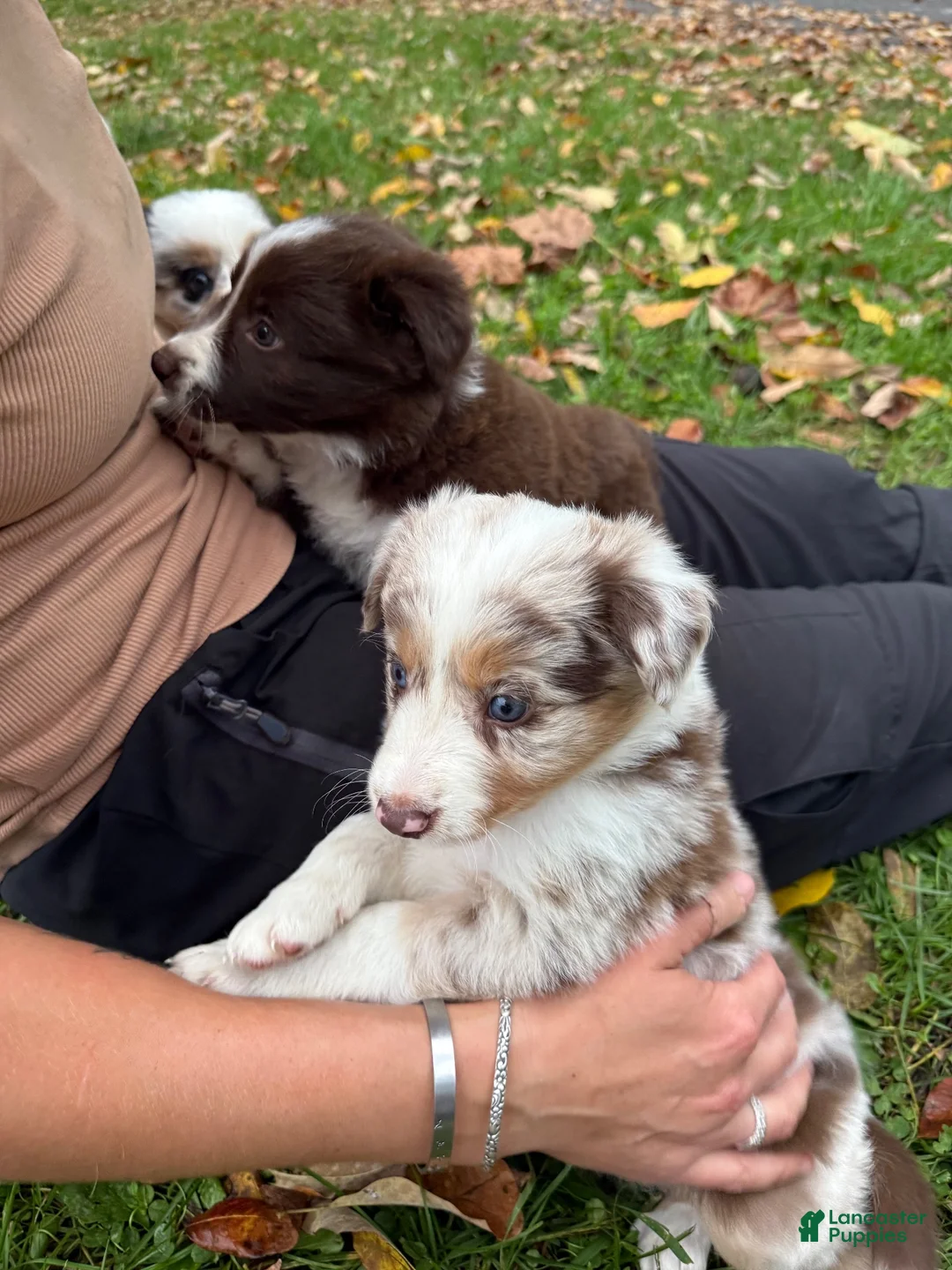 Border Collie dogs for sale: Rado - Ad 1