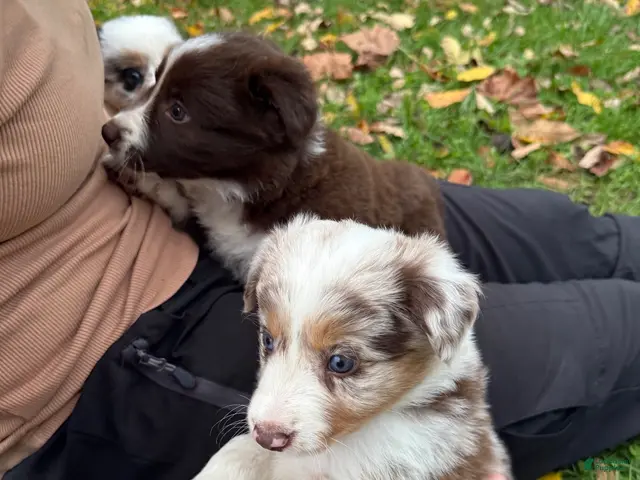 Border Collie dogs for sale: Rado - Ad 1