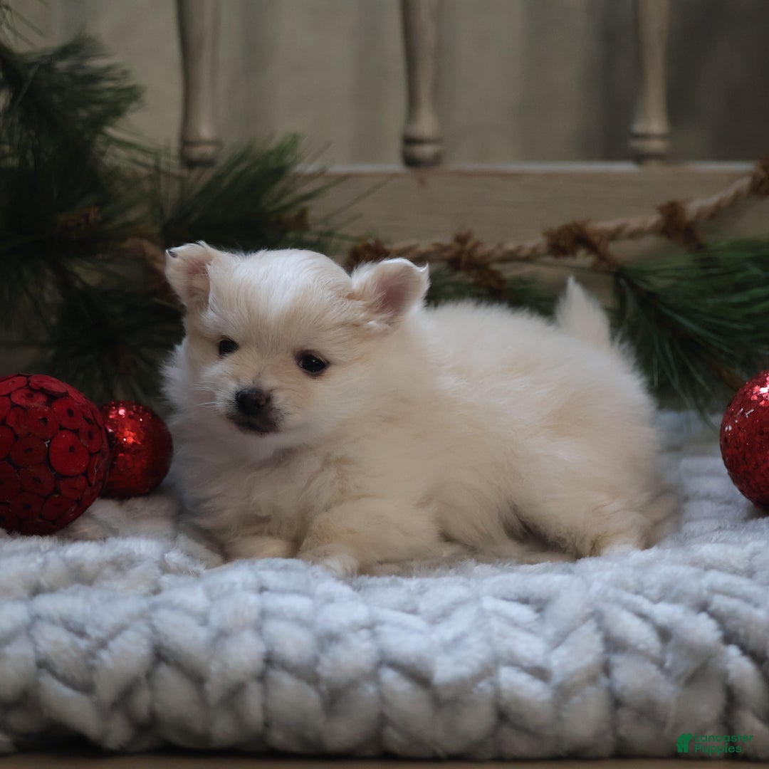 Maltipom dogs for sale: Snowflake - Ad 5