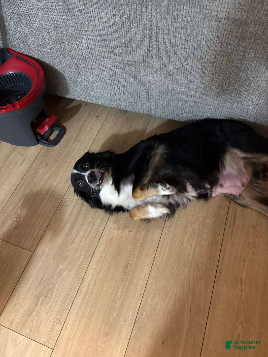 Australian Shepherd dogs for sale: Australian Shepherd 1 - Ad 4