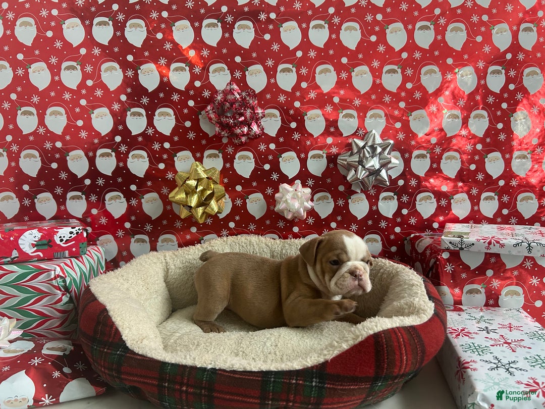English Bulldog dogs for sale: Poppy - Ad 2