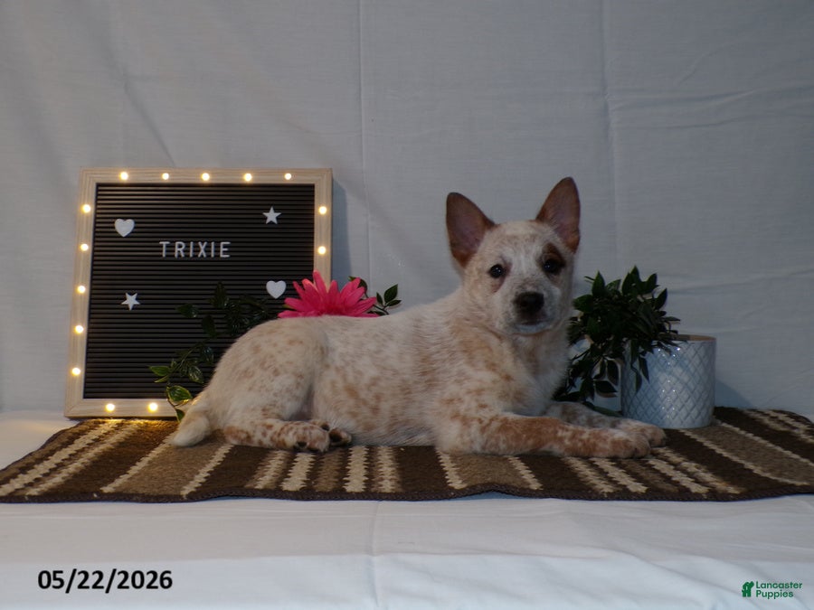 Australian Cattle Dog dogs Trixie - Ad 2