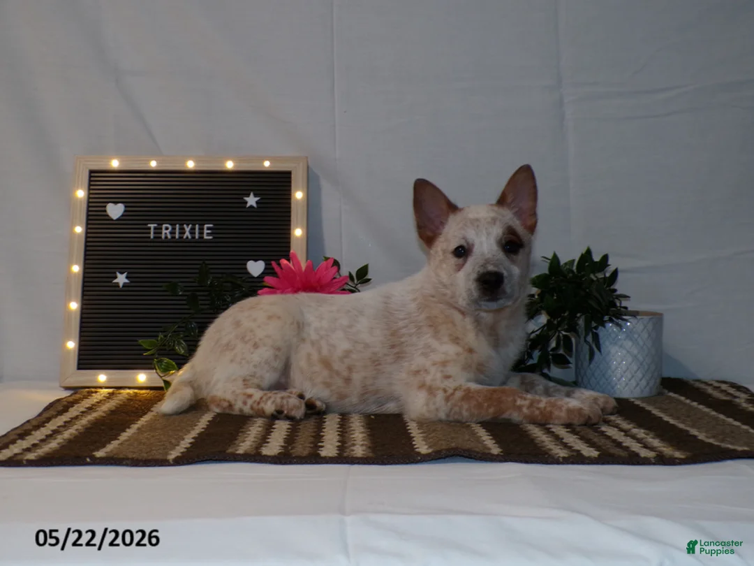 Australian Cattle Dog dogs for sale: Trixie - Ad 2