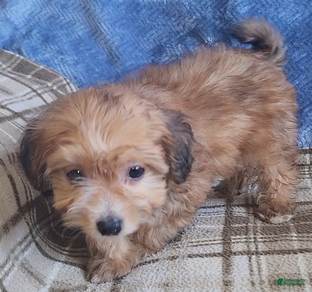 Mixed Breed dogs for sale: Molly - Ad 13