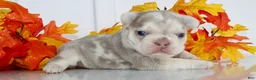 French Bulldog dogs for sale: Misty Female AKC French Bulldog - Ad 3