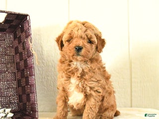 Toy Poodle dogs Bear - Ad 19