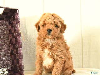 Toy Poodle dogs Bear - Ad 37
