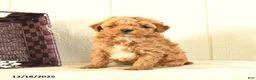Toy Poodle dogs for sale: Bear - Ad 1