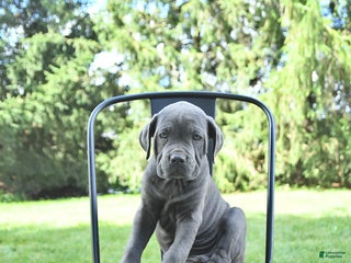 Cane Corso dogs - Ad 25