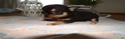 Chihuahua dogs for sale: Chihuahua Puppy 2 Charman - Ad 2