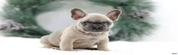 French Bulldog dogs for sale: Kallie - Ad 6