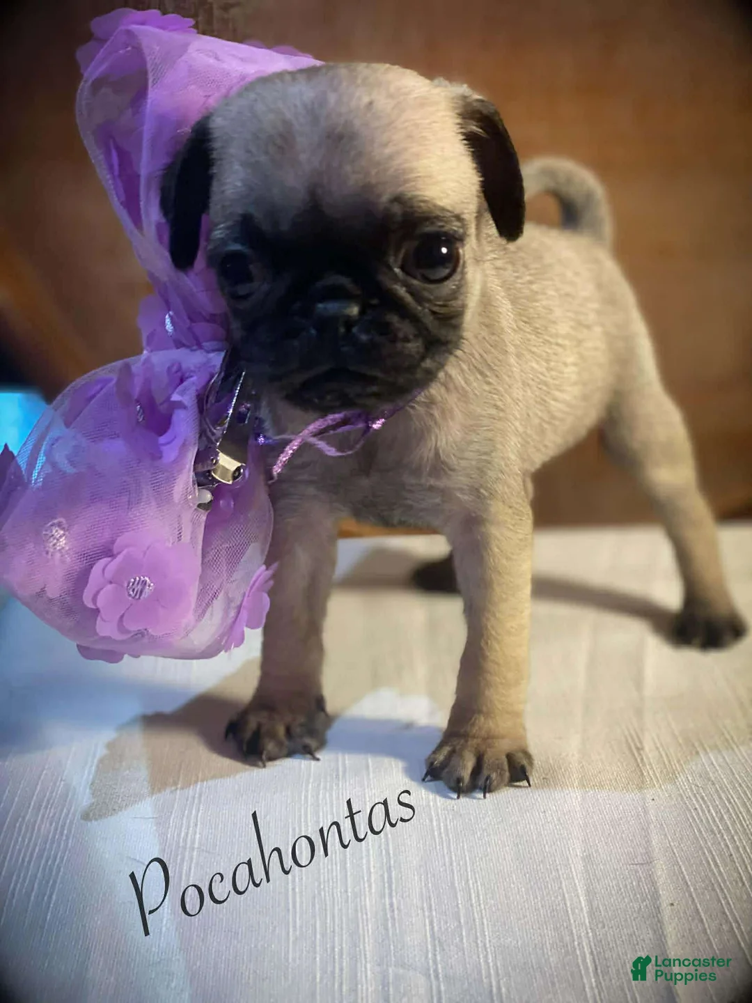 Pug dogs for sale: Pocahontas - Ad 1