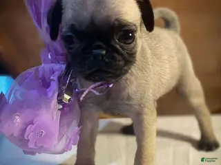 Pug dogs for sale: Pocahontas - Ad 3