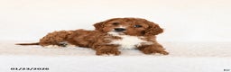 Cavapoo dogs for sale: Scotty - Ad 4