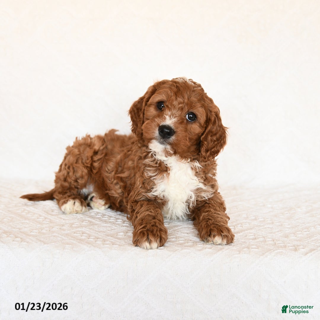 Cavapoo dogs for sale: Scotty - Ad 4