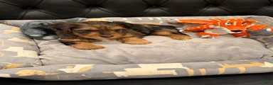 Yorkshire Terrier 3